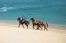 Cabo San Lucas Horseback Ride cruise excursion